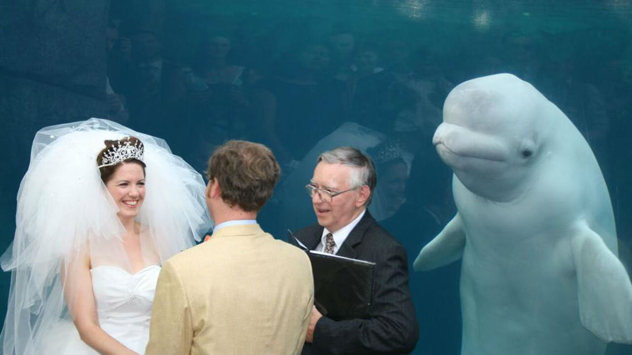 Unbeliveable Photobombs you have to see