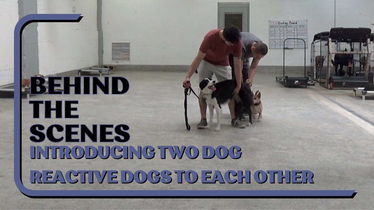 Introducing Two Dog Reactive Dogs To Each Other | Behind The Scenes