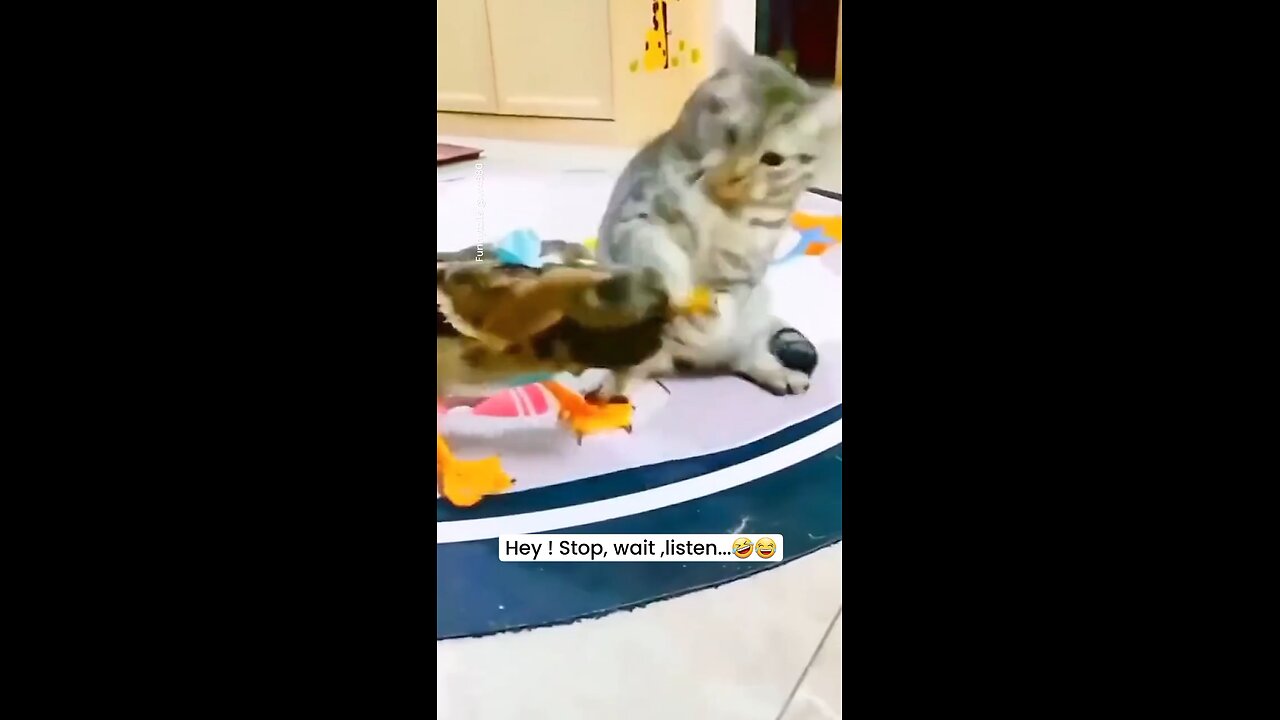 pet's fight 🐕.....