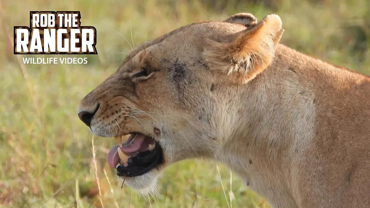 Male Lions Head Off To Patrol As Their Pride Relaxes | Maasai Mara Safari | Zebra Plains