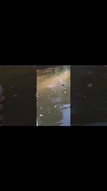 I made this square bill crank bait famous!!!