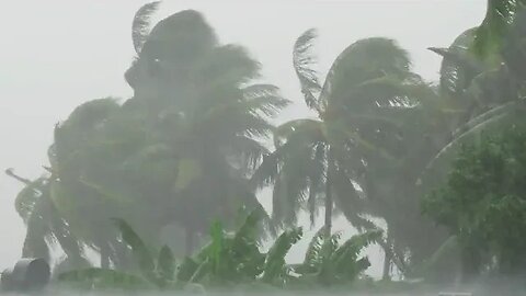 heavy rain with topical trees sound