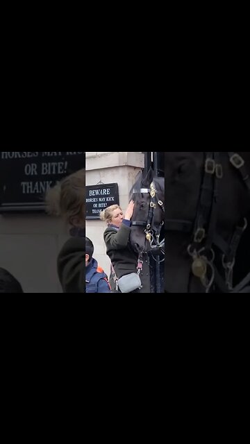 Touching the Horse to much #horseguardsparade