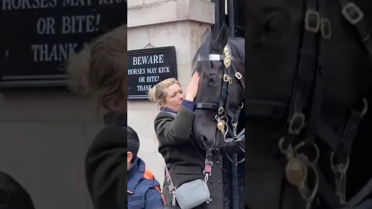 Touching the Horse to much #horseguardsparade