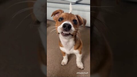 Here's Some Sweet, Funny, Derpy Animals For You To Enjoy!!!