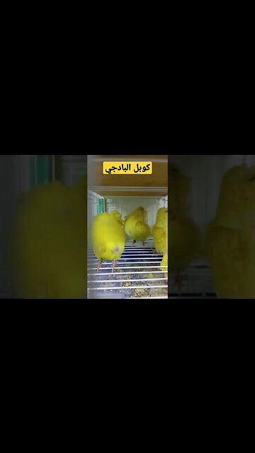 مسابقة أحسن طائر بادجي هوكو مع فراخها كيوت روعة