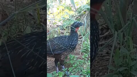 Jacu e seus filhotes em busca de comida Jacuaçu