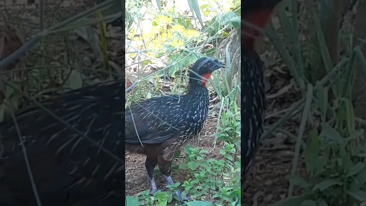 Jacu e seus filhotes em busca de comida Jacuaçu