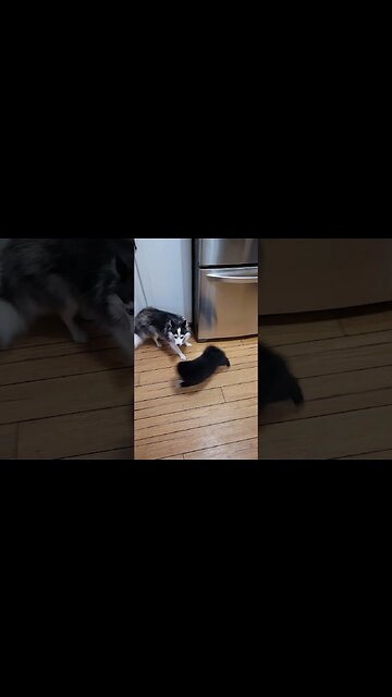 vicious dog 🐕 attack