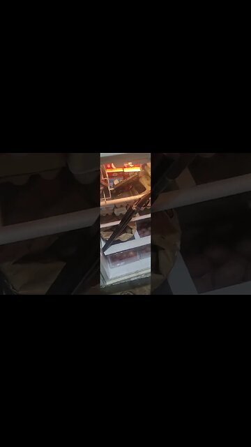 #shorts #eggshortage #chiken #12ga