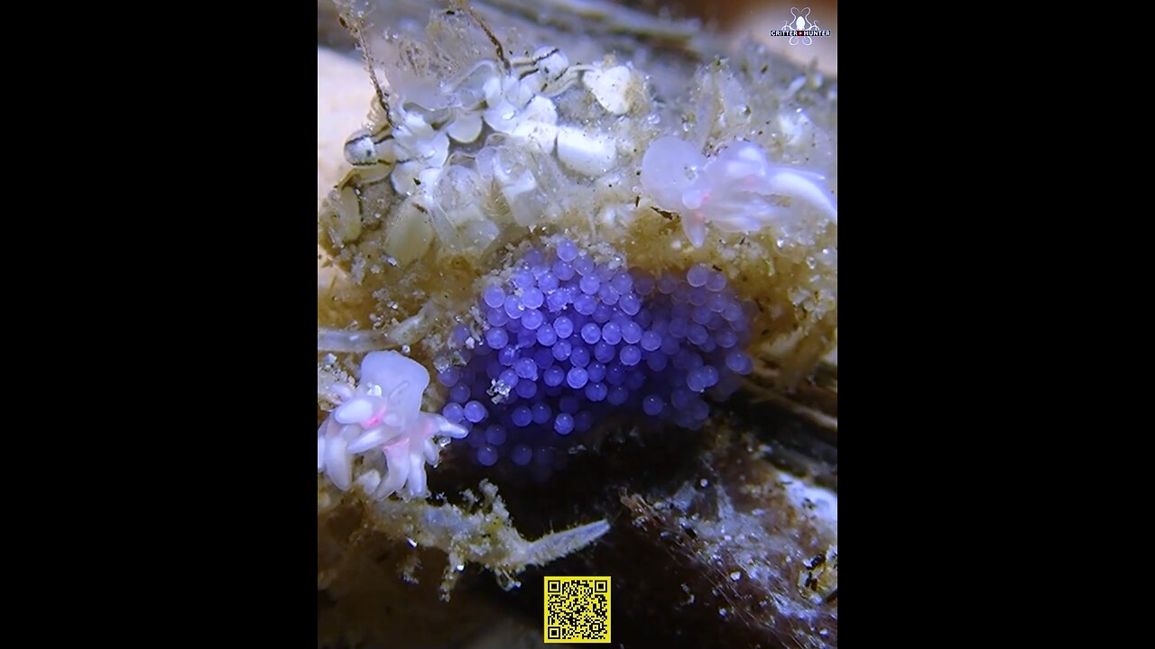 A boxer crab or a pompom crab