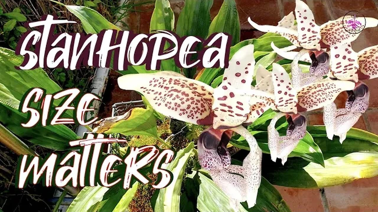 Stanhopea General Care | Stanhopea Climate Specific Care #ninjaorchids