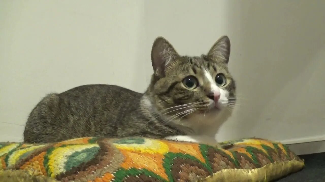 This Cat Has Such Large Eyes