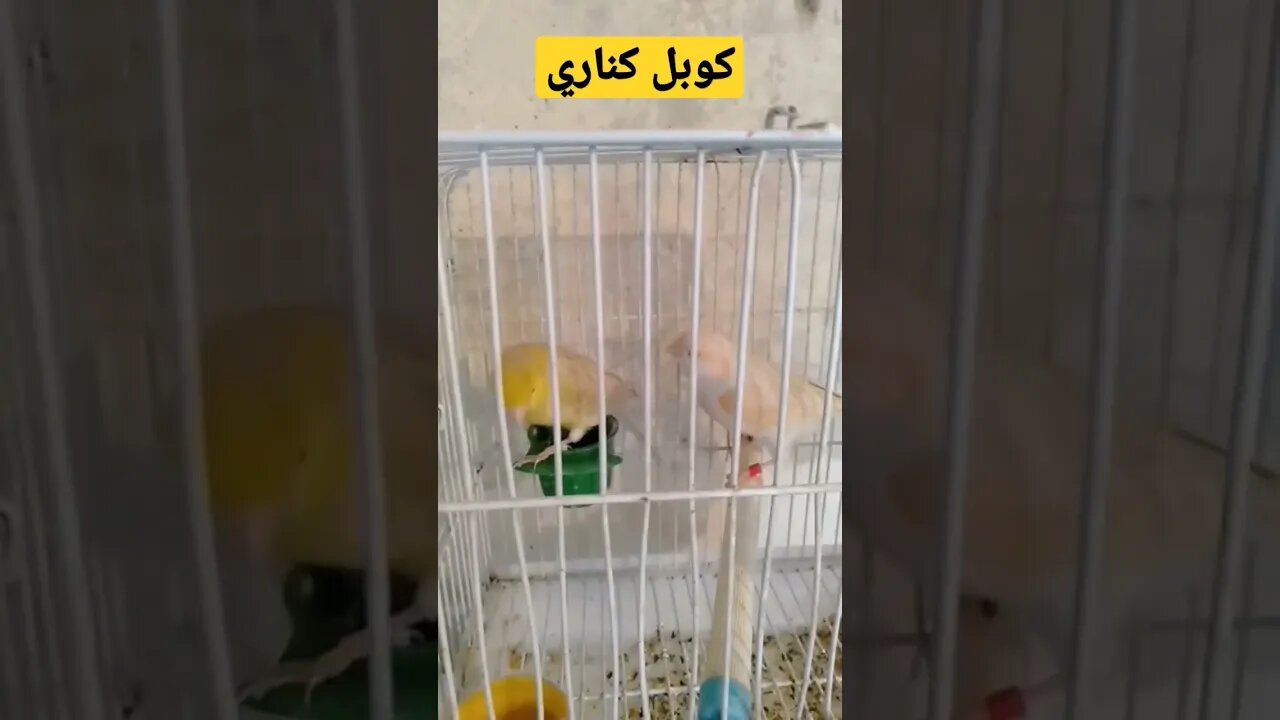 مسابقة أحسن كوبل كناري روعة