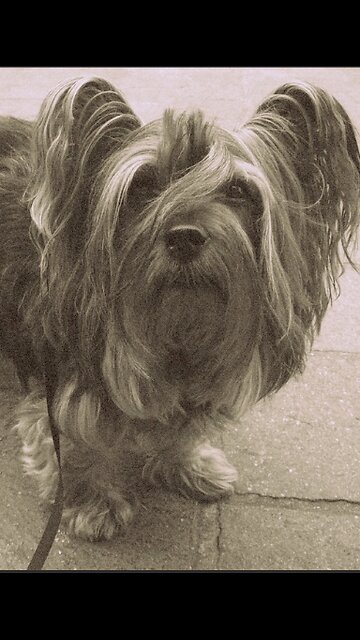 Some dog breeds that no longer exist today 🐾🐶 #facts