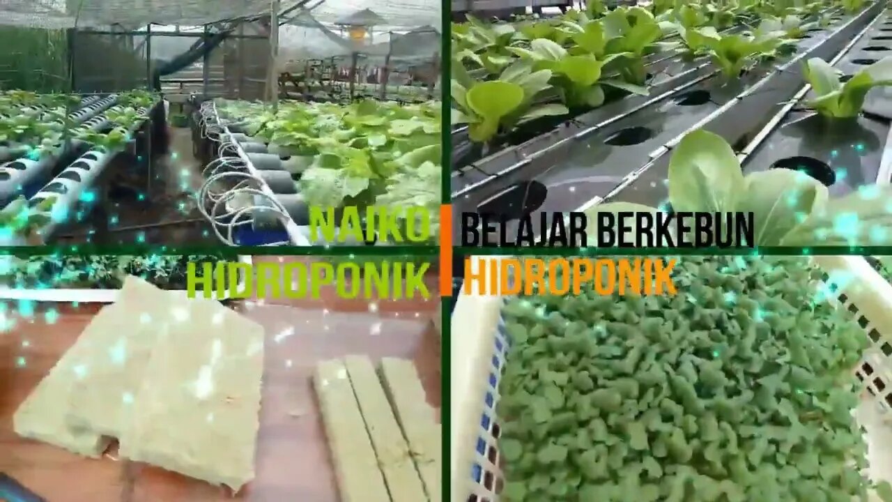 PKL Hari #25 : Kegiatan PKL SMK Negeri 5 Agribisnis & Agroteknologi Merauke | #BerkebunHidroponik