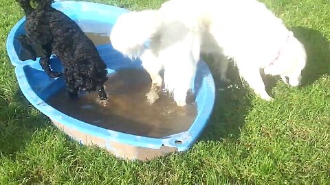 Abby, Gus, Nella and Teddy who are mooching. @DogtrainersUK