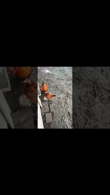 Good morning Rusty and P2