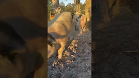 Happy Hour with the Pigs! #pigs #pigfarmvideo #hog #hogfarming #gloucestershire #happyhour #shorts