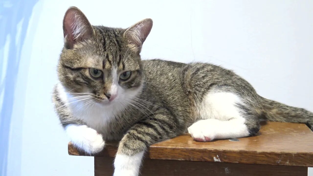 A Deeply Thinking Cat