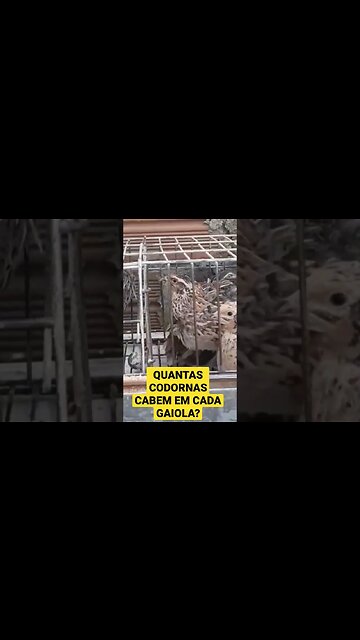 QUANTAS CODORNAS CABEM EM CADA GAIOLA #quail #codorniz #codornas