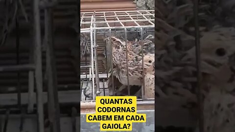 QUANTAS CODORNAS CABEM EM CADA GAIOLA #quail #codorniz #codornas