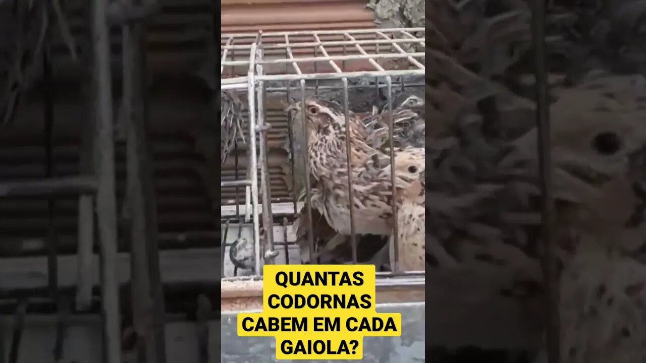 QUANTAS CODORNAS CABEM EM CADA GAIOLA #quail #codorniz #codornas