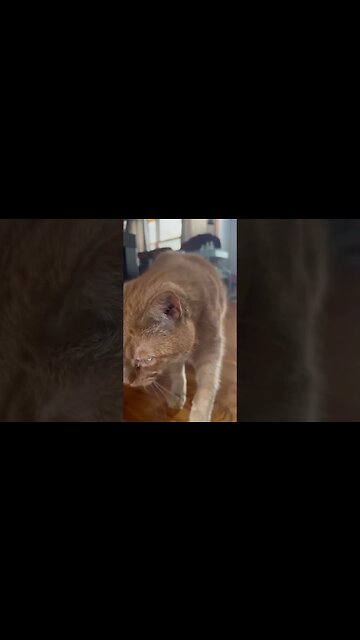 Purring Kitty Up Close 🐈‍⬛ #catshorts #cats