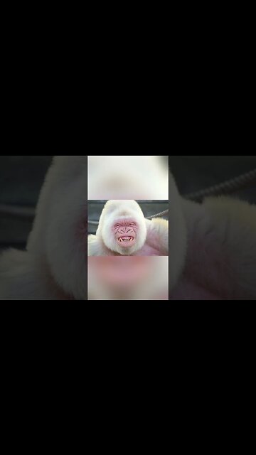 Albino Animals You’ve Never Seen Before #shorts