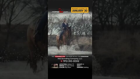 Meet Keystone - Fresh off the set of the Yellowstone series! Available exclusively on Horsebid.com!