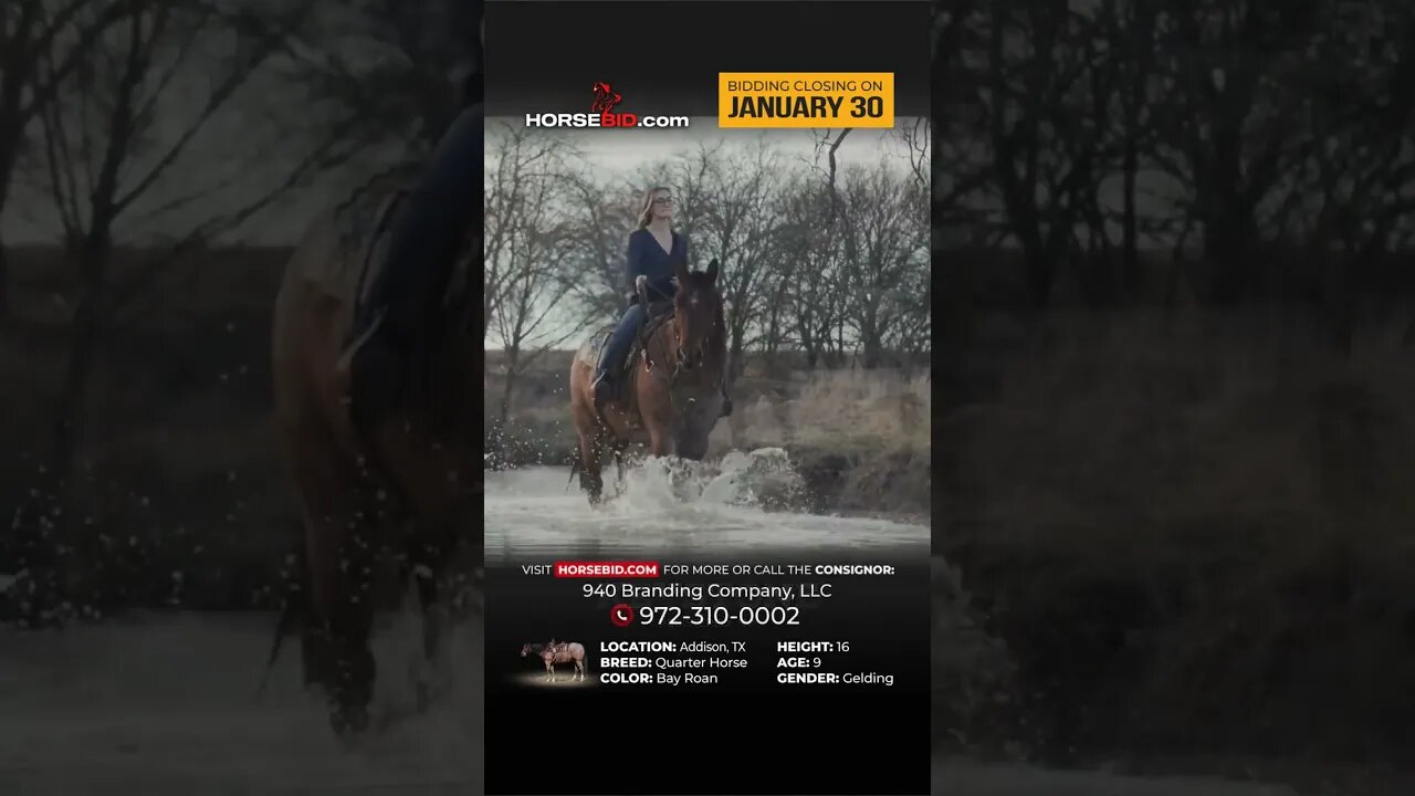 Meet Keystone - Fresh off the set of the Yellowstone series! Available exclusively on Horsebid.com!