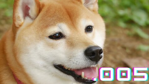 The Elite Shib: Navigating the World of .005