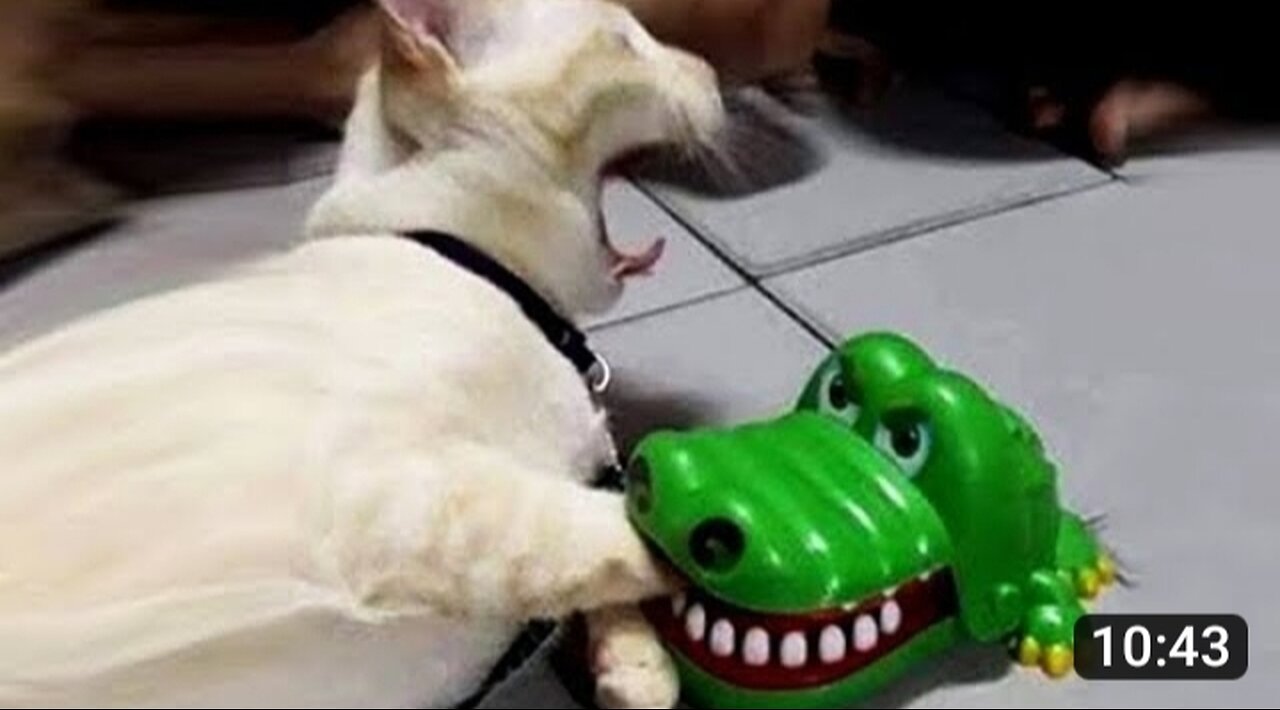 Best animal funny video 😂😆😆😆 2024