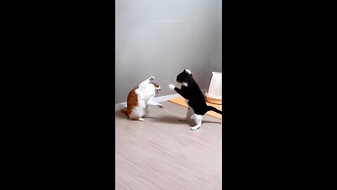 #TRENDING # FURIOUS CATS #