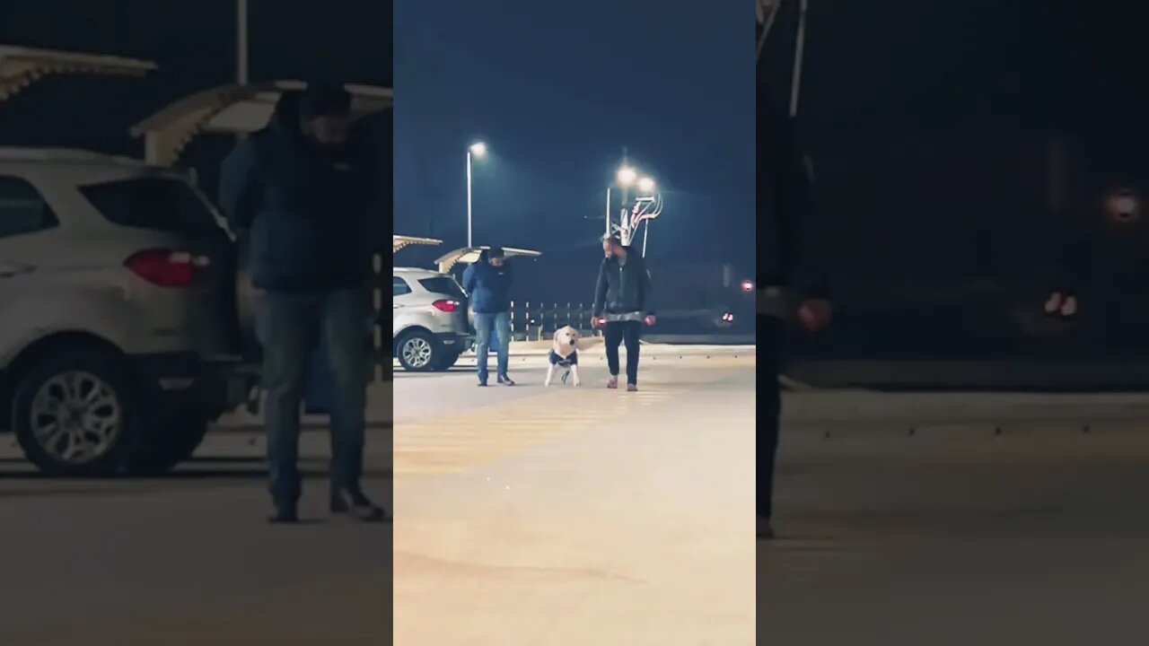 How’s his Recall? #goldenretriever #ytshorts #shorts