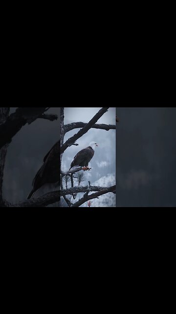 King bird, waiting for prey