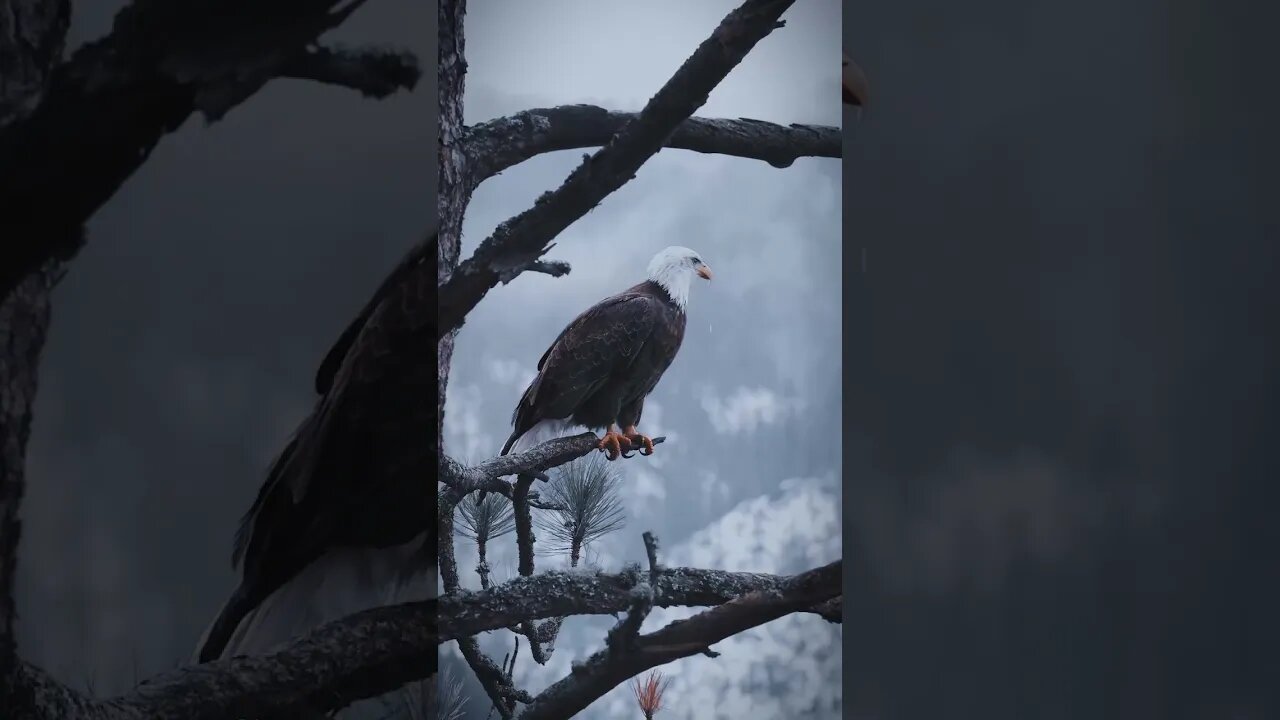 King bird, waiting for prey