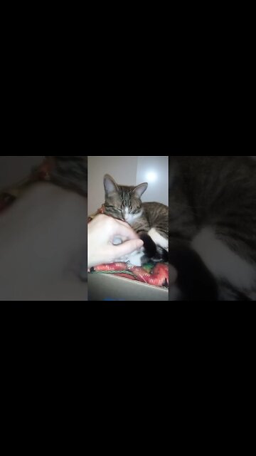 Sleepy Cat Moves His Tail