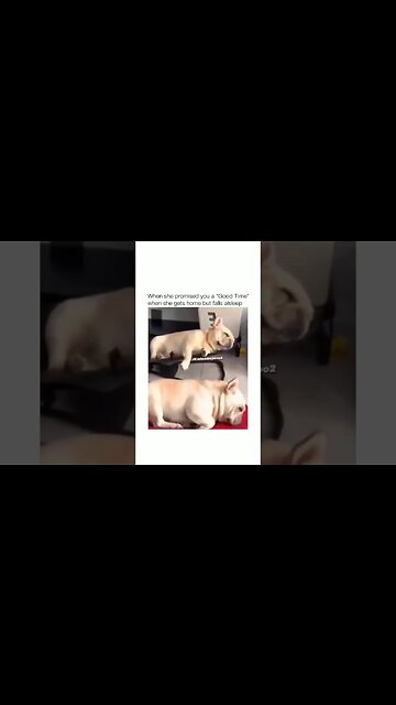💀😂😂Subscribe on youtube * LINK IN BIO *#memes #dog #dogmemes #memes #funny #trynottolaugh #shorts
