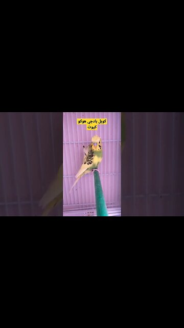 كوبل بادجي هوكو كيوت روعة