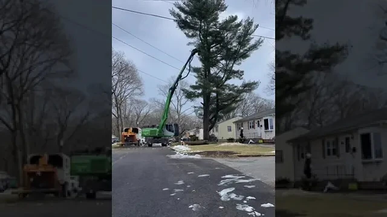 Tree Cutting Tiktok warwicktreeservice