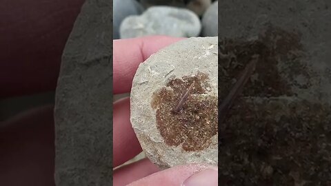#short I found a rostral tooth inside a concretion today!