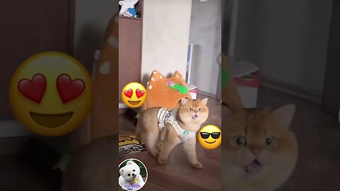Difficult cat #Shorts #231