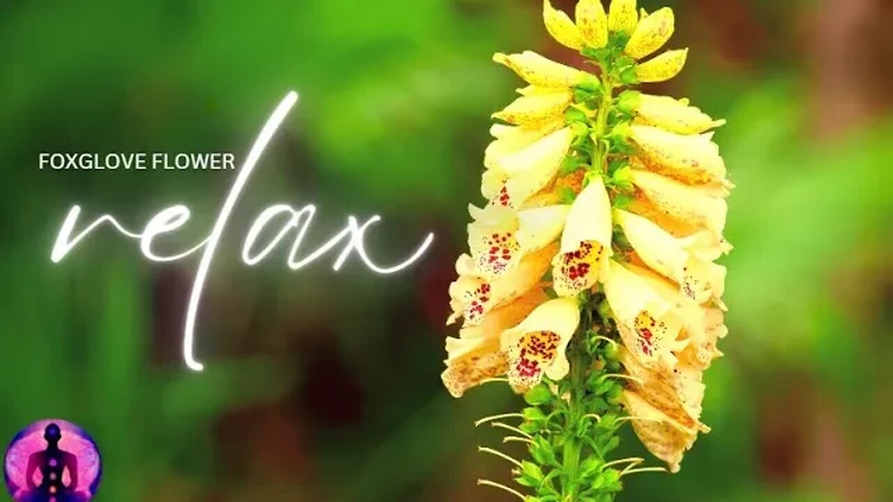 relax foxglove flower - relaxing video: landscape painting with (flower foxglove)