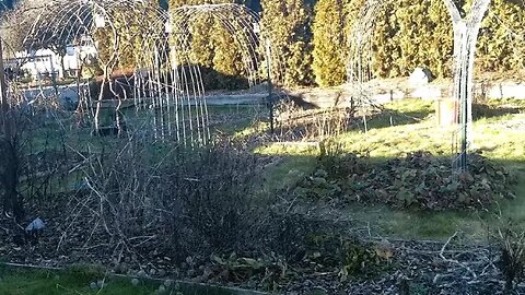 Late January Garden Cleanup 2023