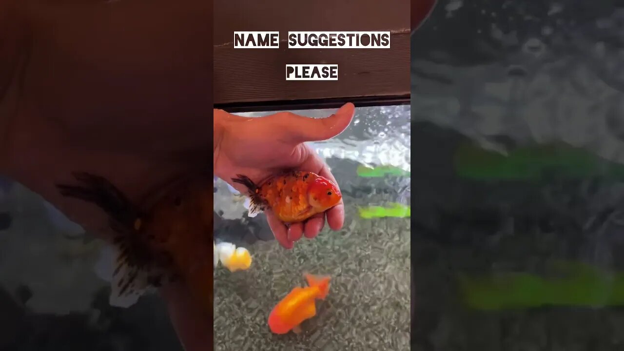 Goldfish Name Suggestions 🧐 #goldfish #fishtank #aquarium #ranchugoldfish #fancygoldfish