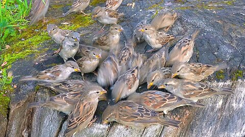 Little Closer with House Sparrows on the Large Tree Stump