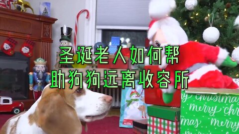 圣诞老人如何帮助狗狗远离收容所