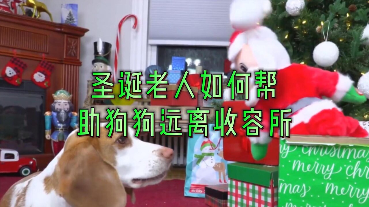 圣诞老人如何帮助狗狗远离收容所
