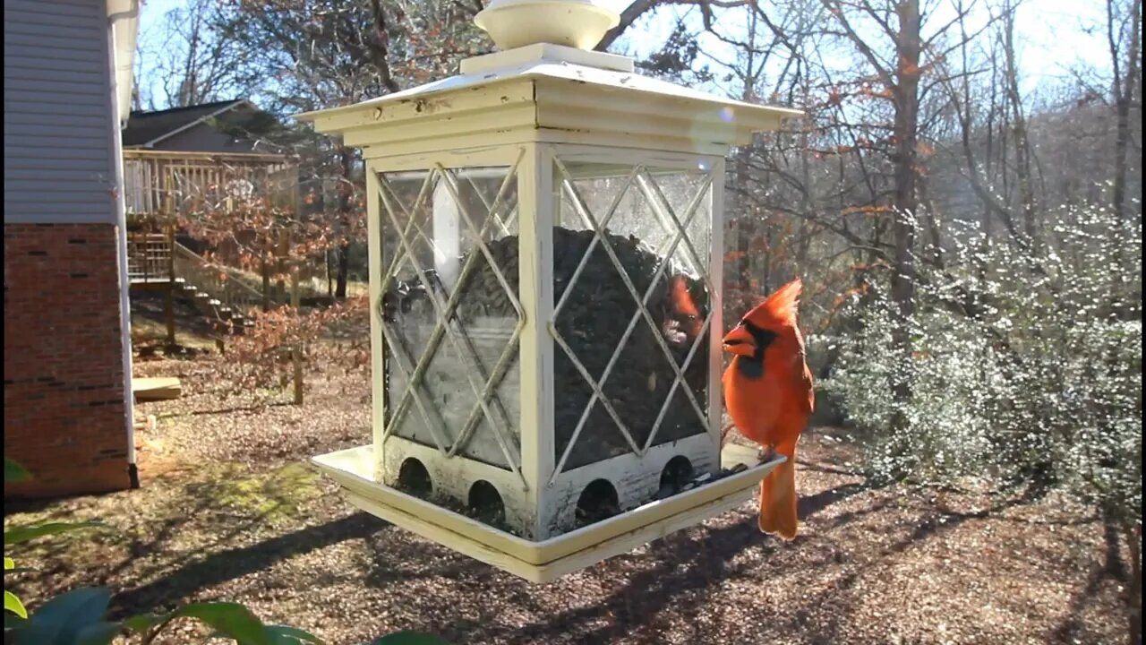 Cardinal At The Birdfeeder 🐈 Can You SEE The Cat? #shorts